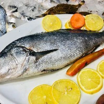 Croaker Fish
