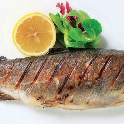 Grey Mullet Fish