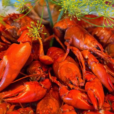 Boiled Mini Lobster