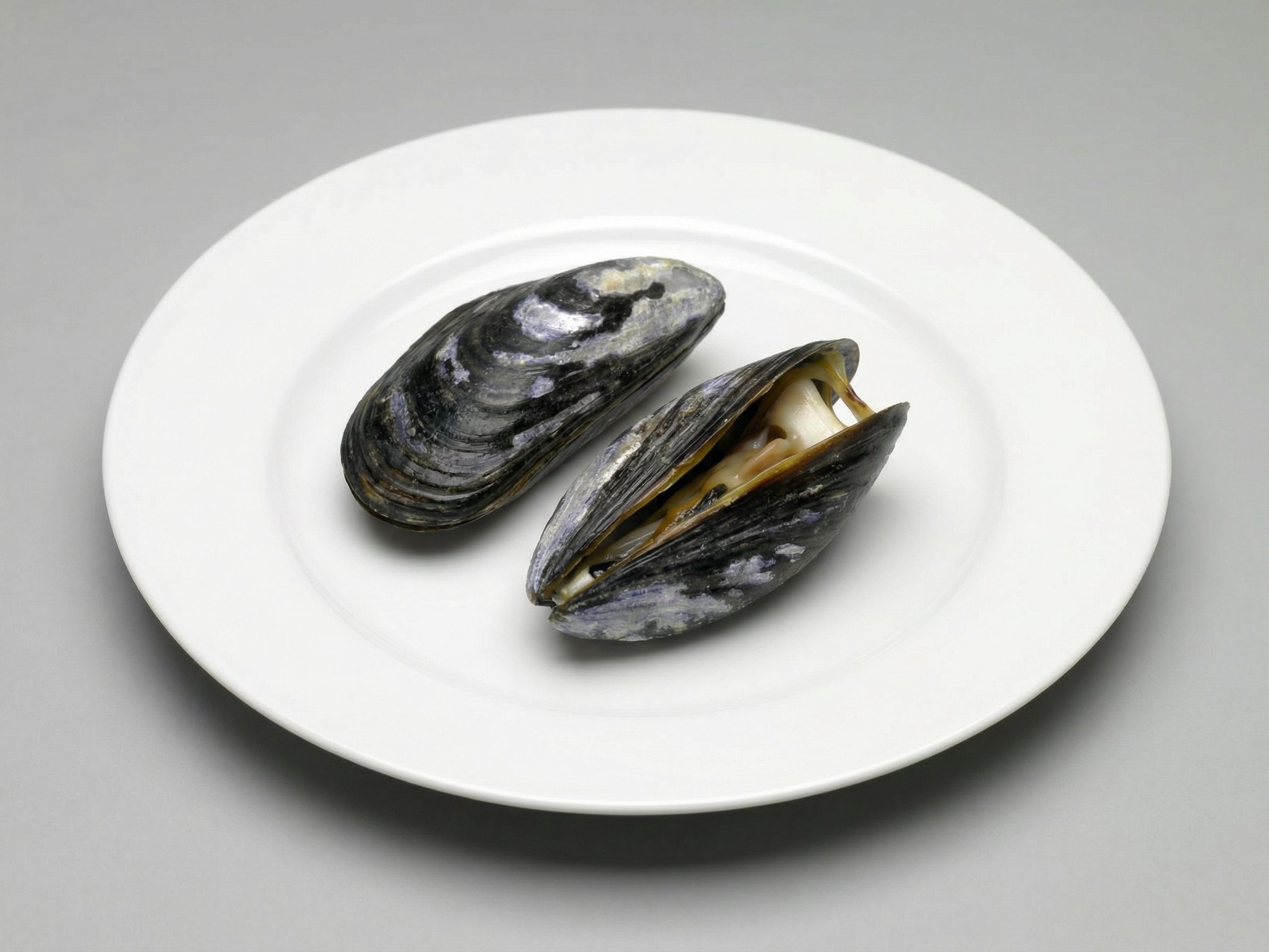 Mussels