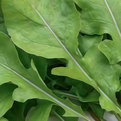 Arugula