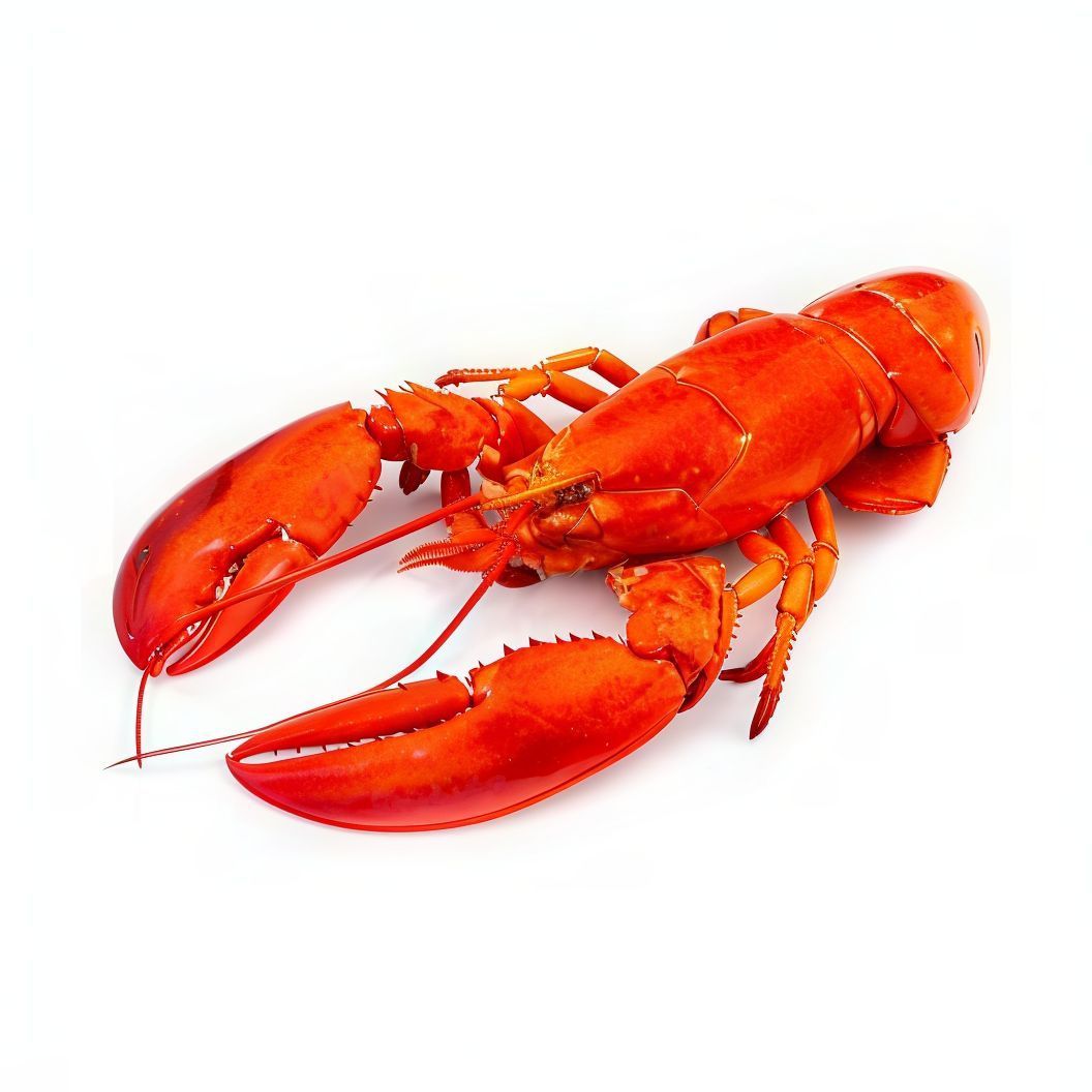 Lobster