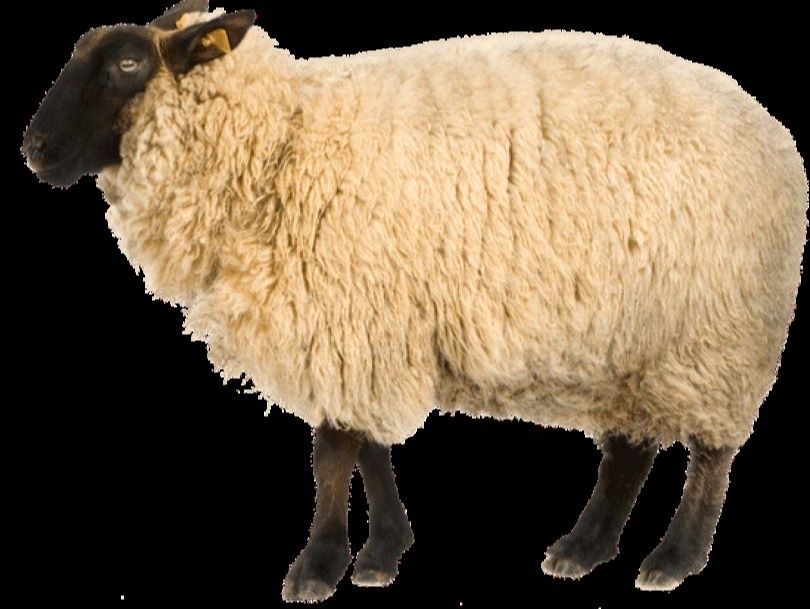 Eid al-Adha sacrifice, Barqi, from 50 to 55 kg