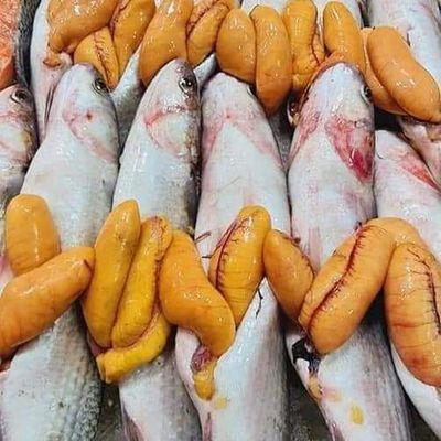 Singari Mullet Fish