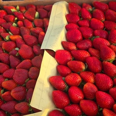 فراولة طازجة مع الحليب