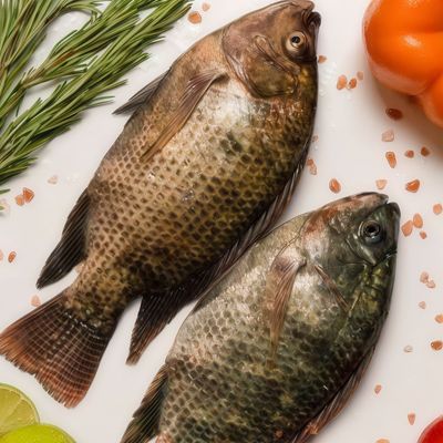 Fresh Tilapia Fish