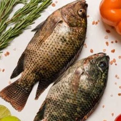 Fresh Tilapia Fish
