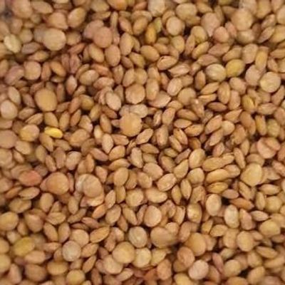 Local Lentils