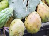 Fresh Prickly Pear