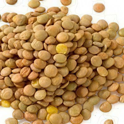 Lentil
