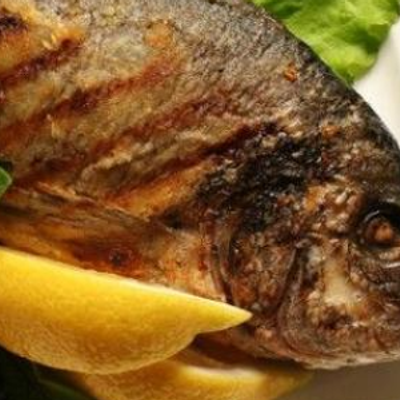 Gilthead Bream Fish