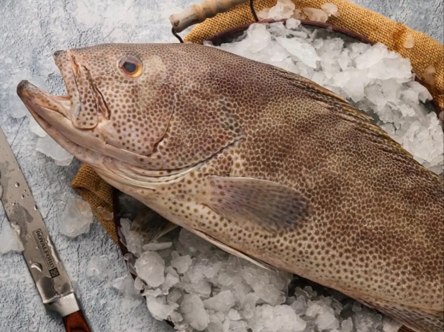 هامور - كيلو