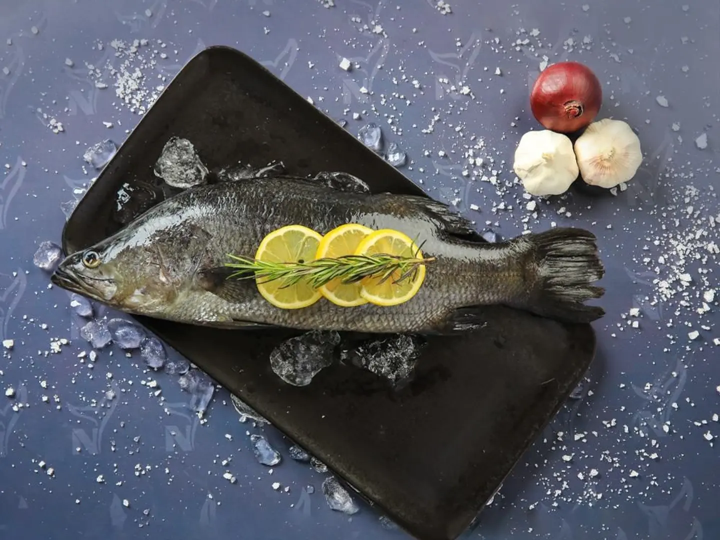 قاروص ميفا - كيلو