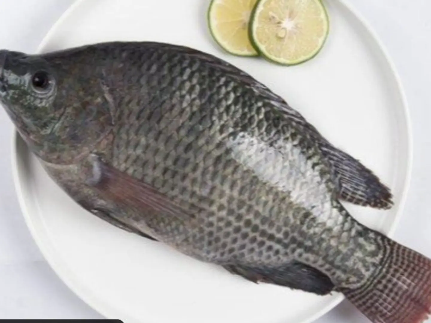 بلطي طاجن صيادية