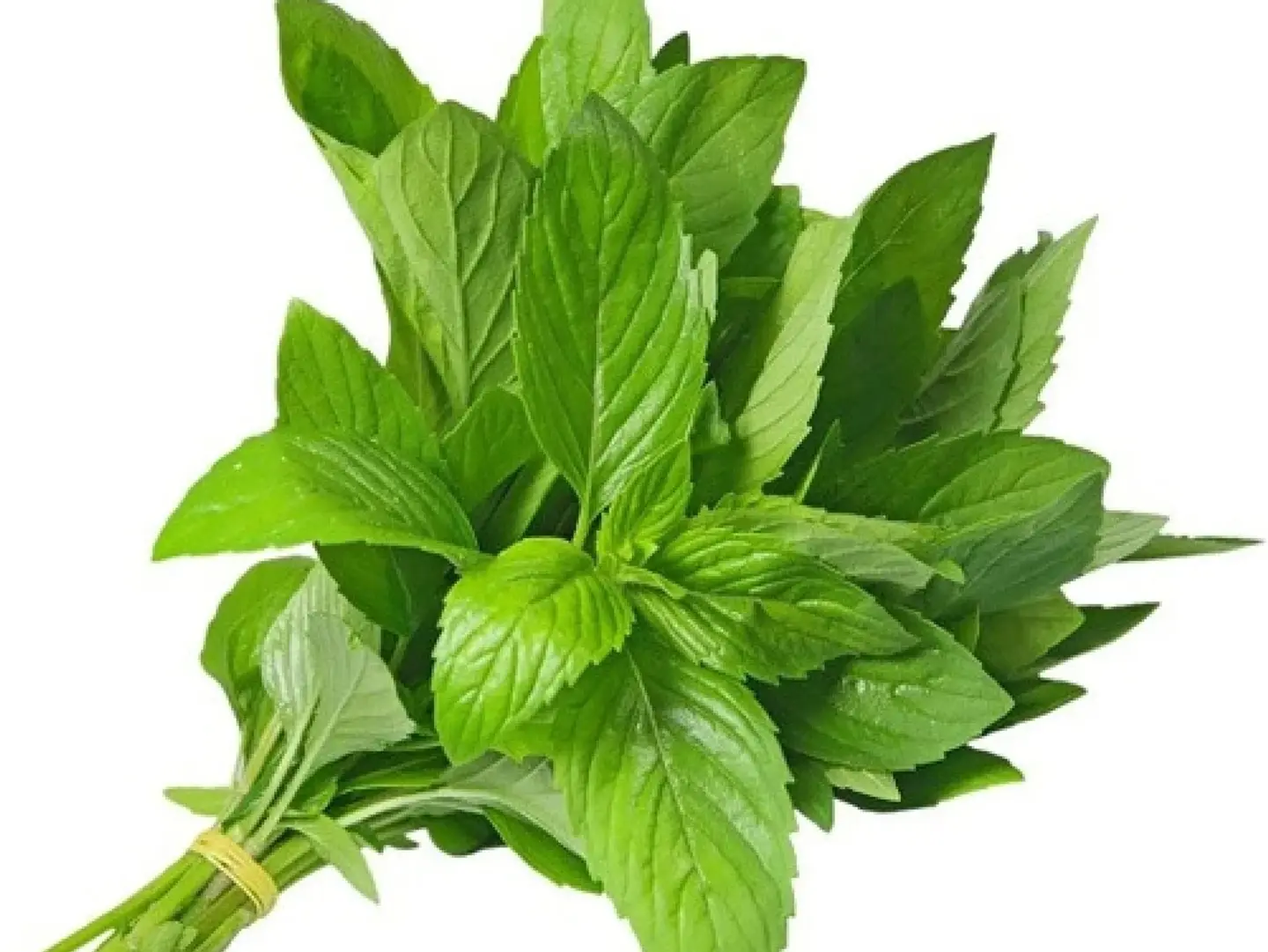 نعناع المدينة
