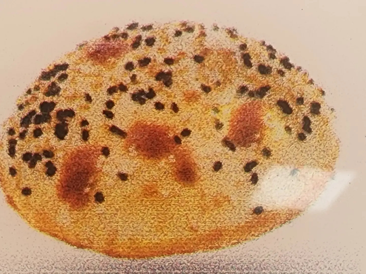 فلافل مشكل مدور