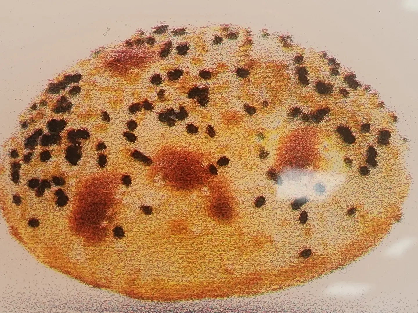 دجاج بالجبن