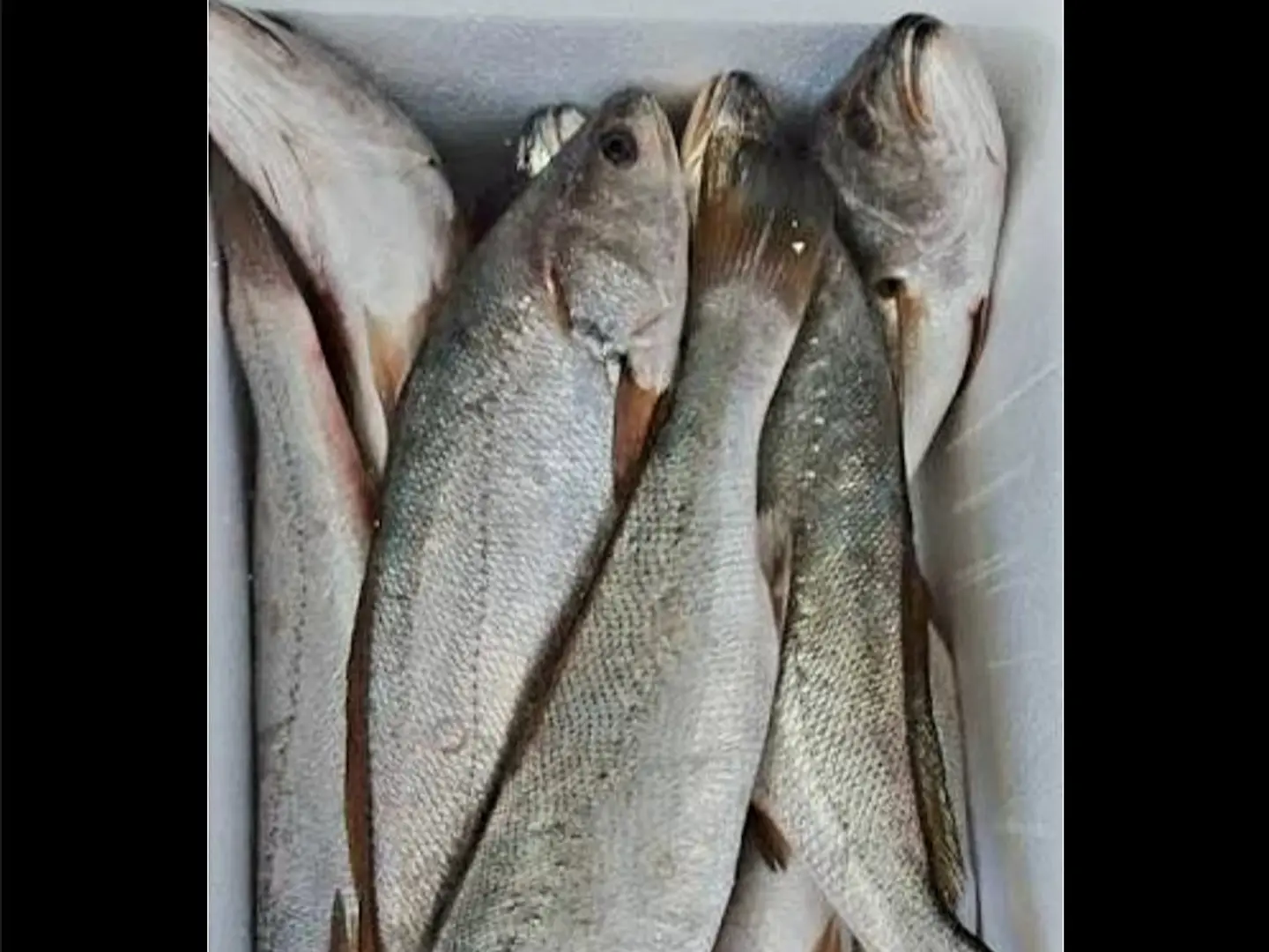 Piece Of Mascar Rice Fish