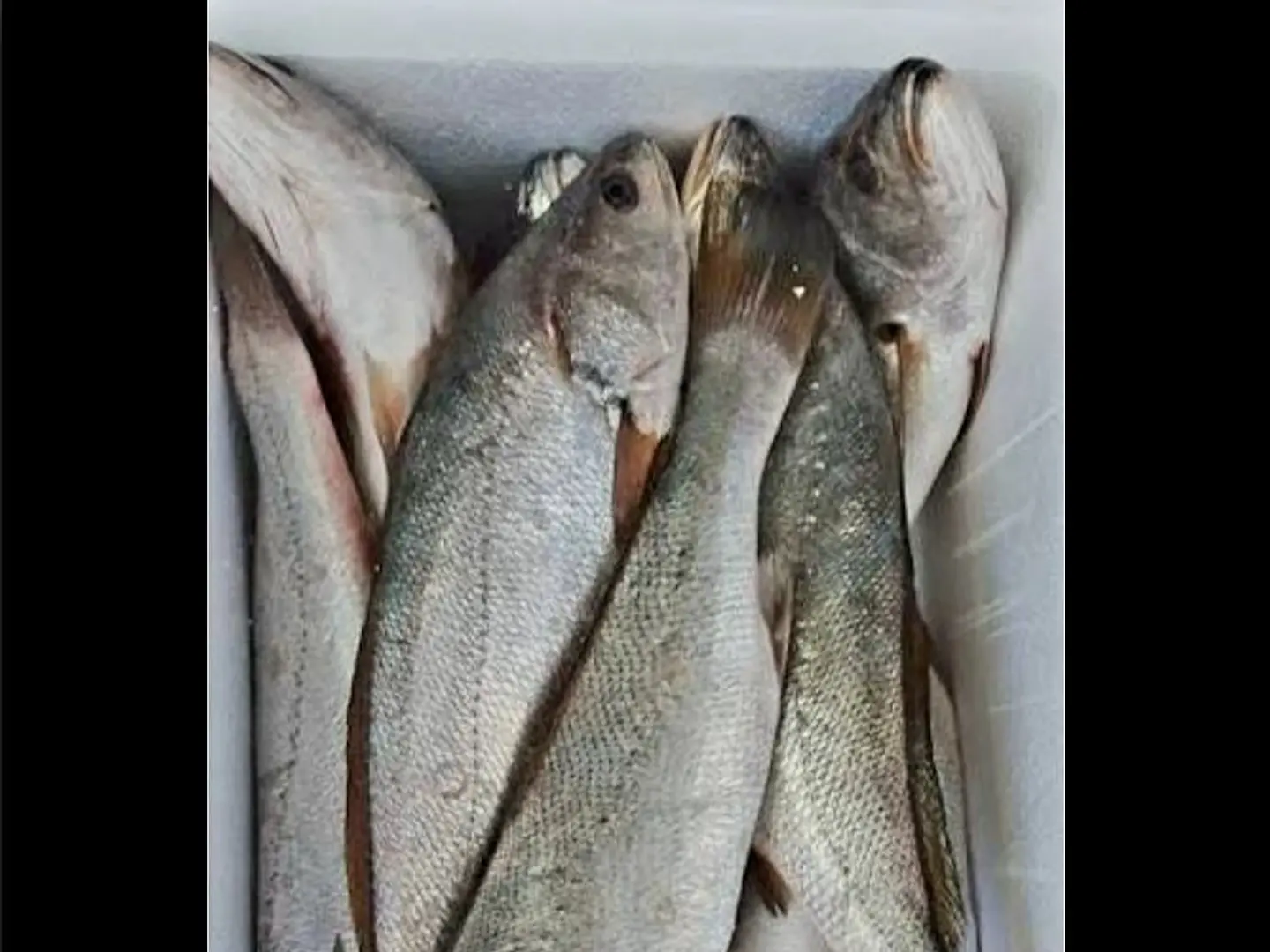 Plain Mascar Fish Piece