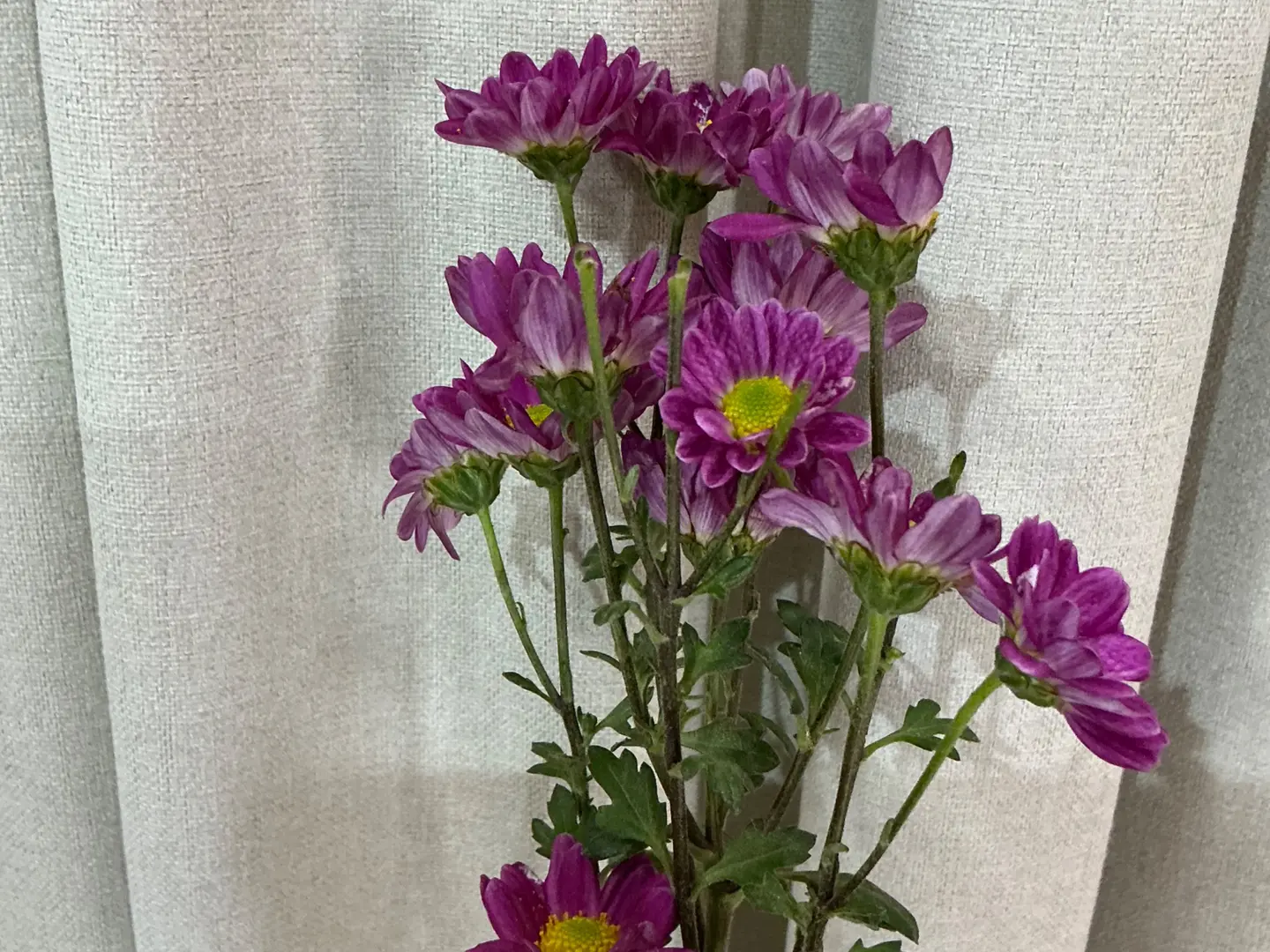 بيبي كريز ٢