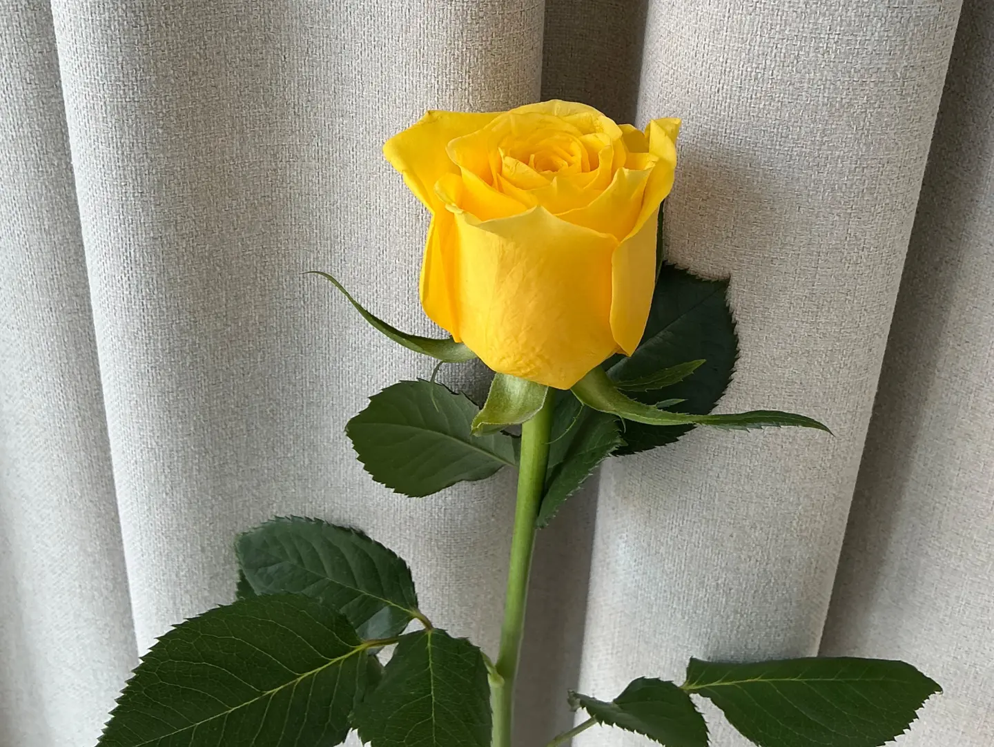 10 Juri Roses