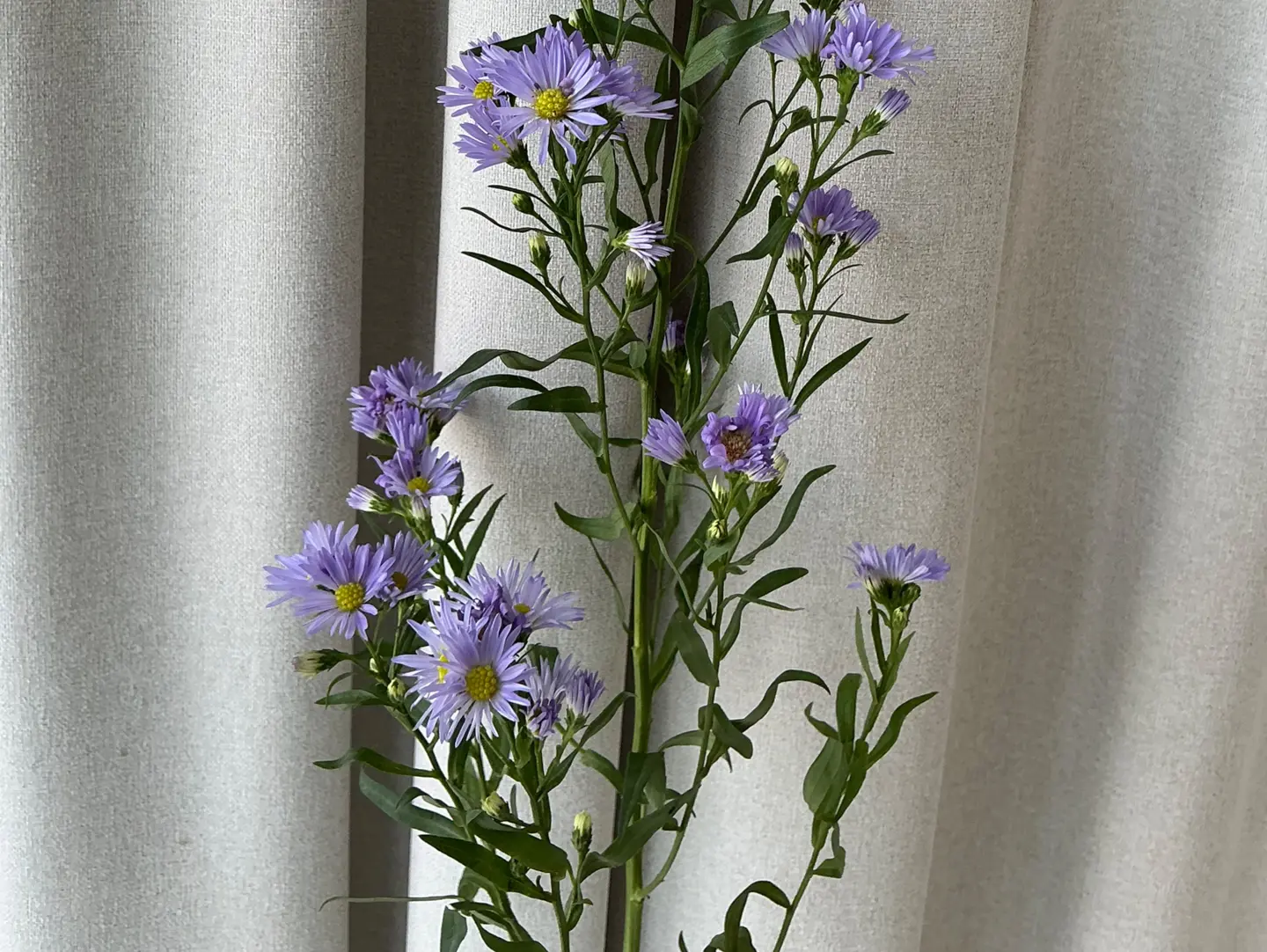 Aster Move 3