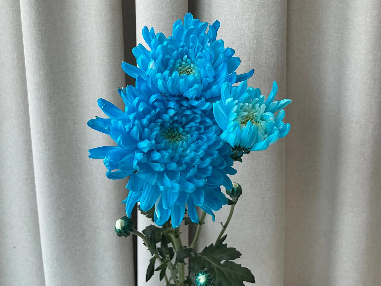 Crey Roses7