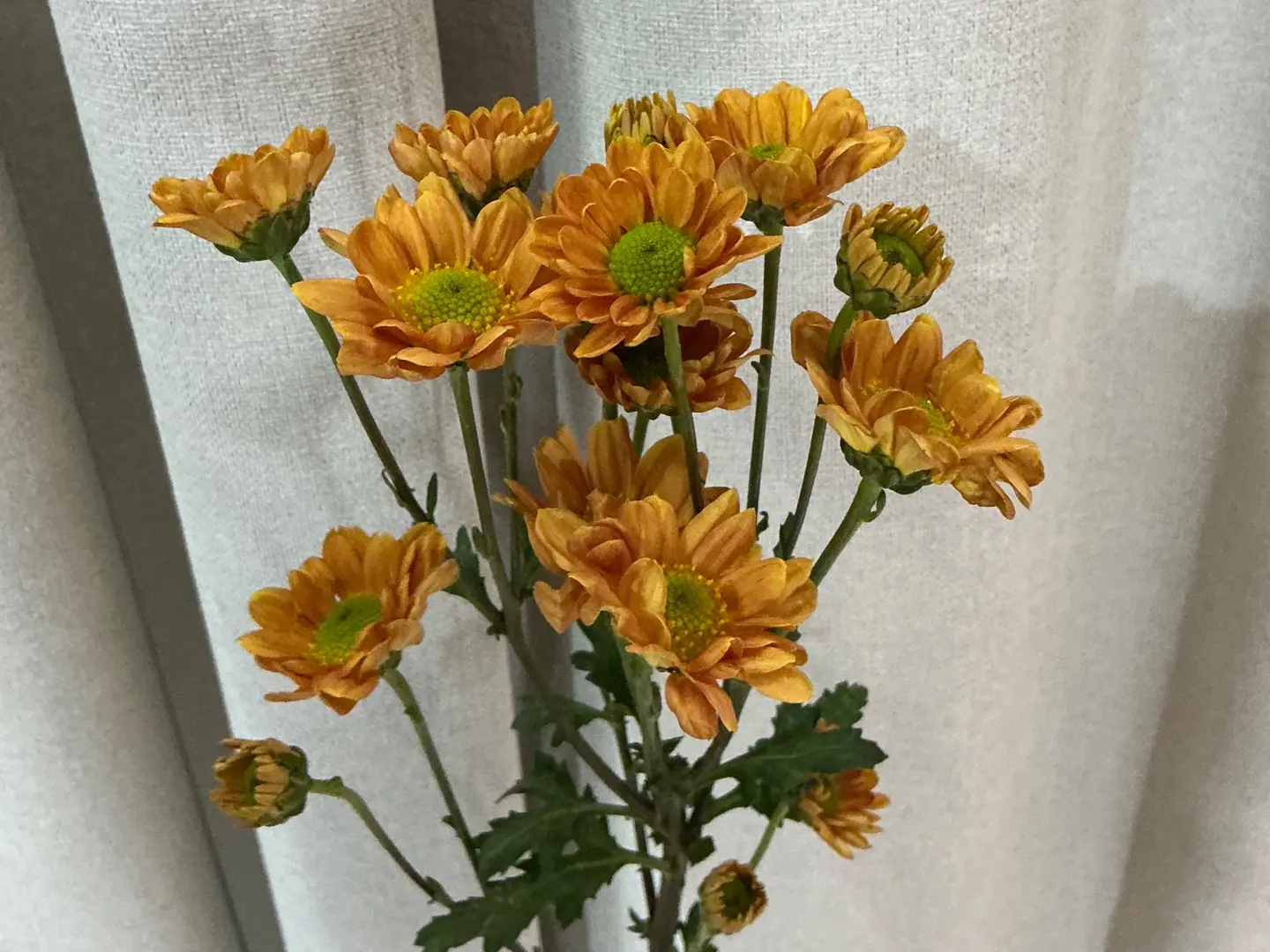 بيبي كريز ٣