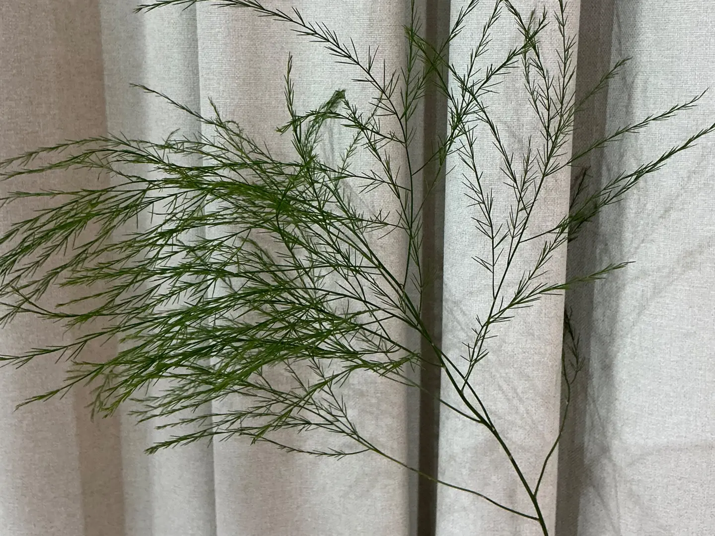 الهليون الناعم