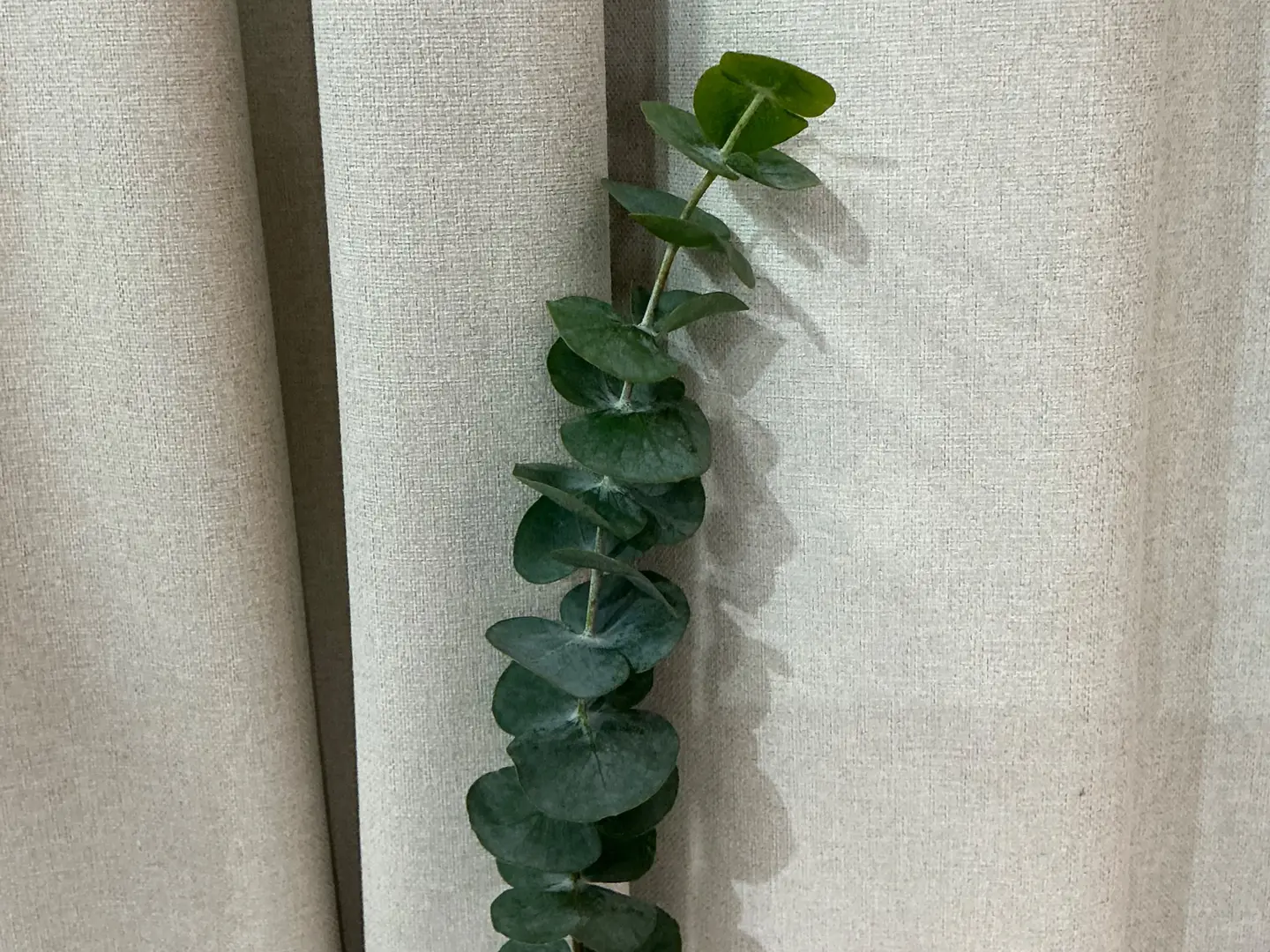 الاوكالبتوس