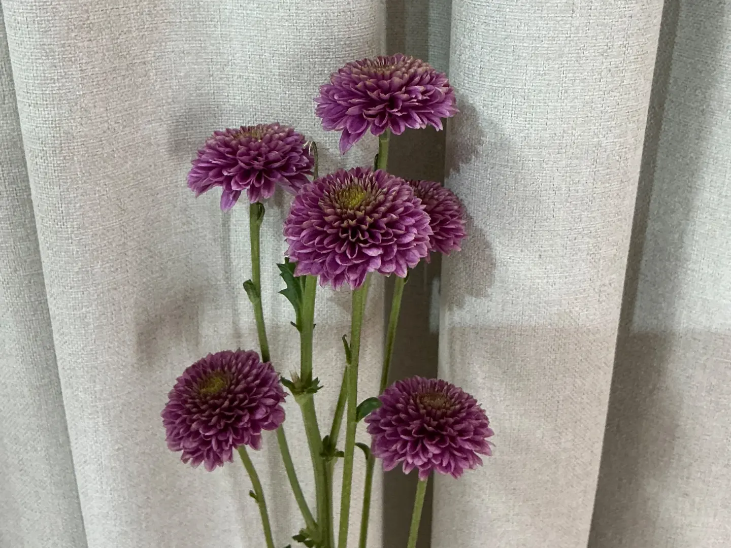 بيبي كريز ٧