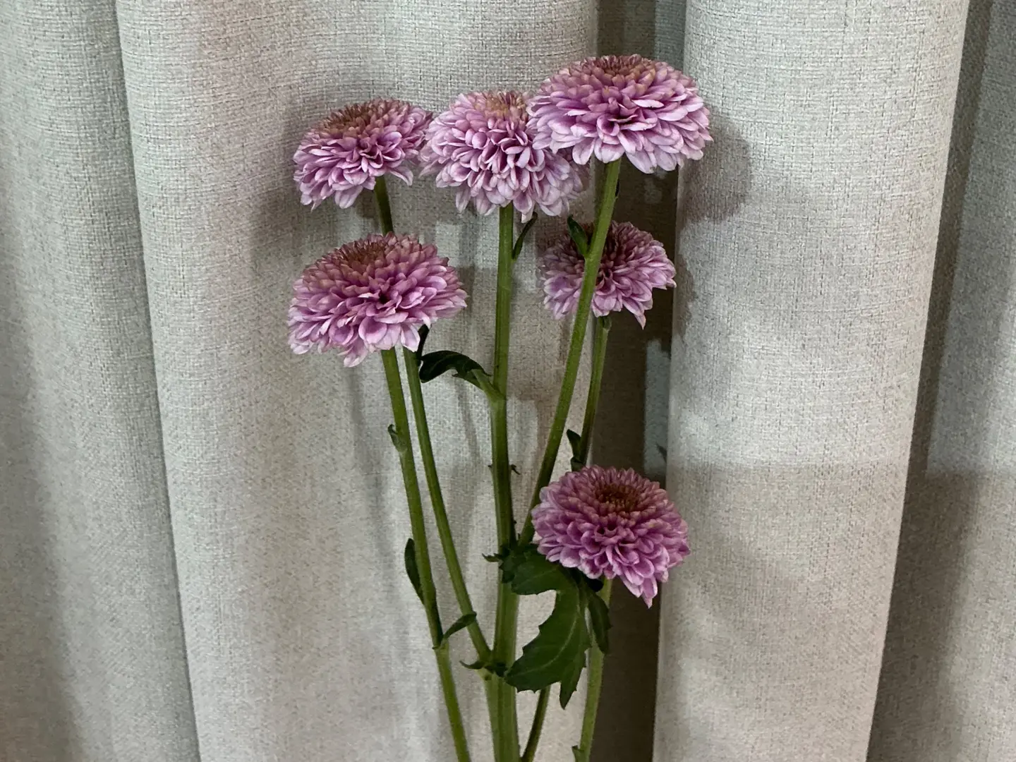 بيبي كريز ٦