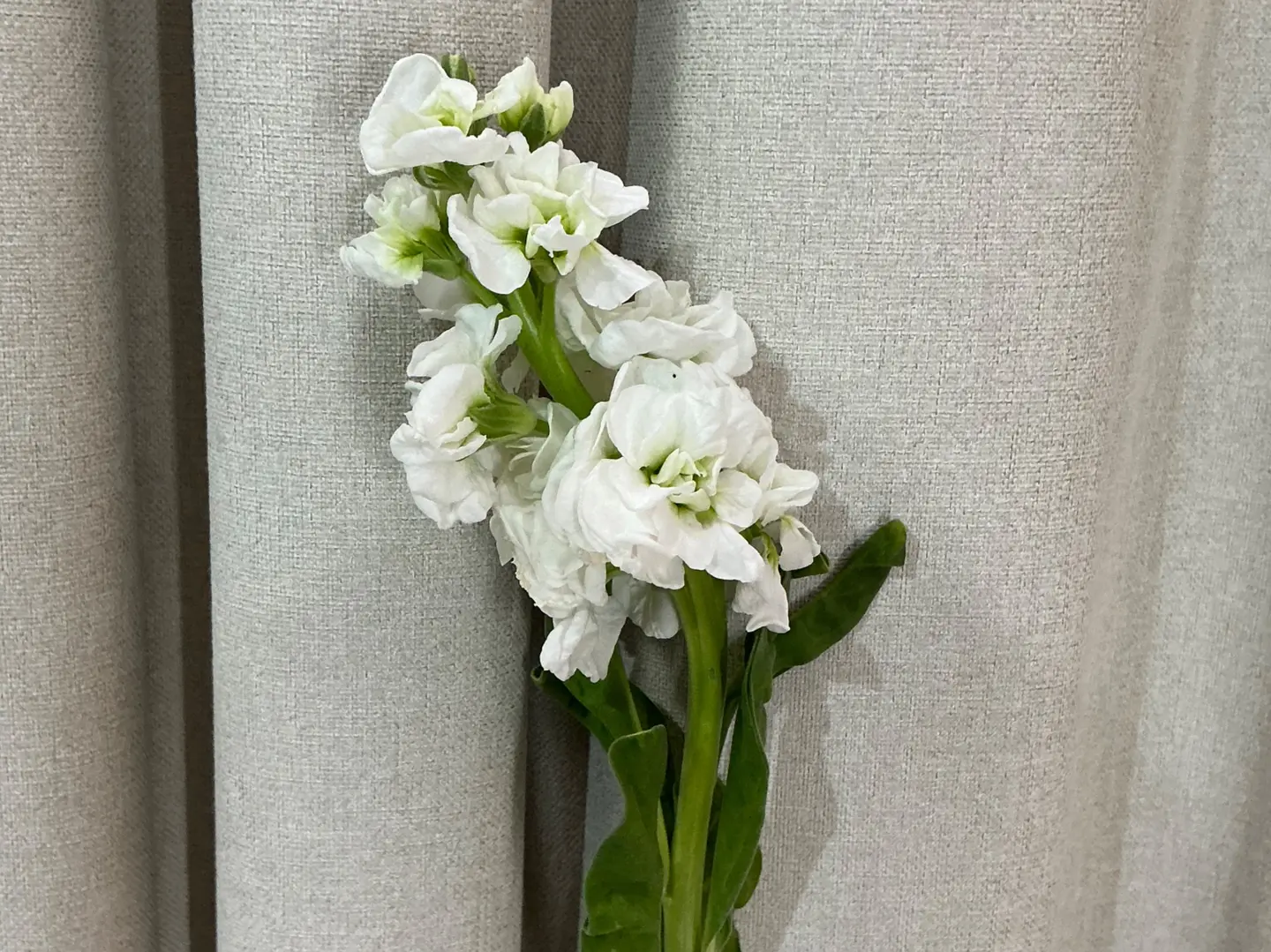 Matthiola Flower 1