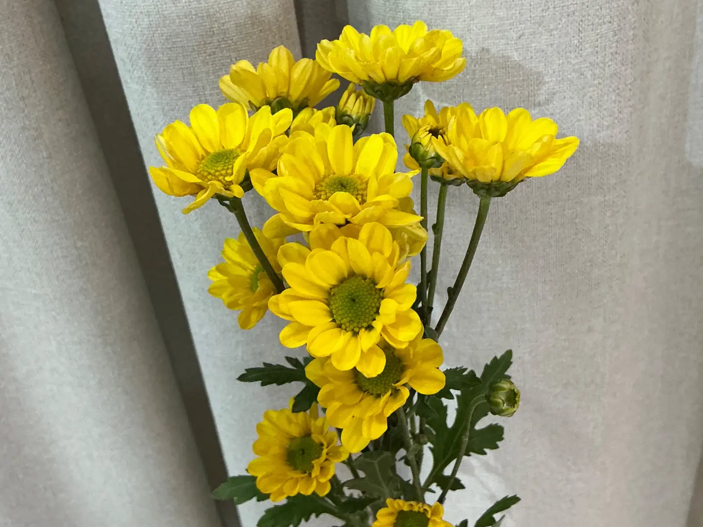 بيبي كريز ٤