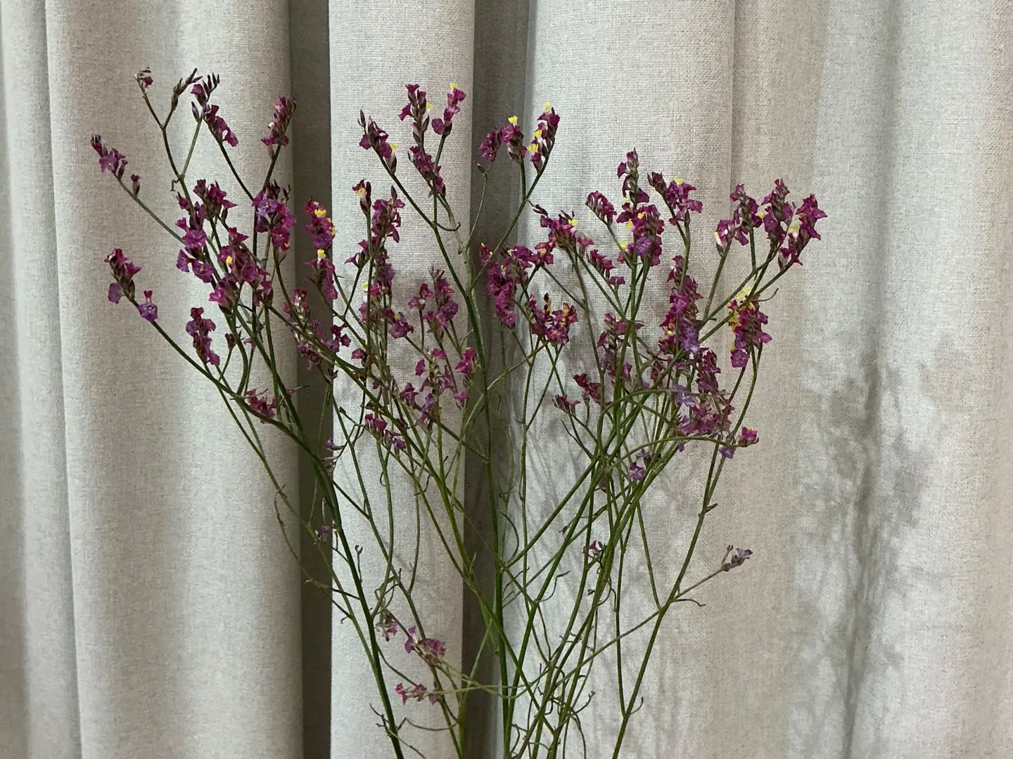 لمنيوم وأرجواني