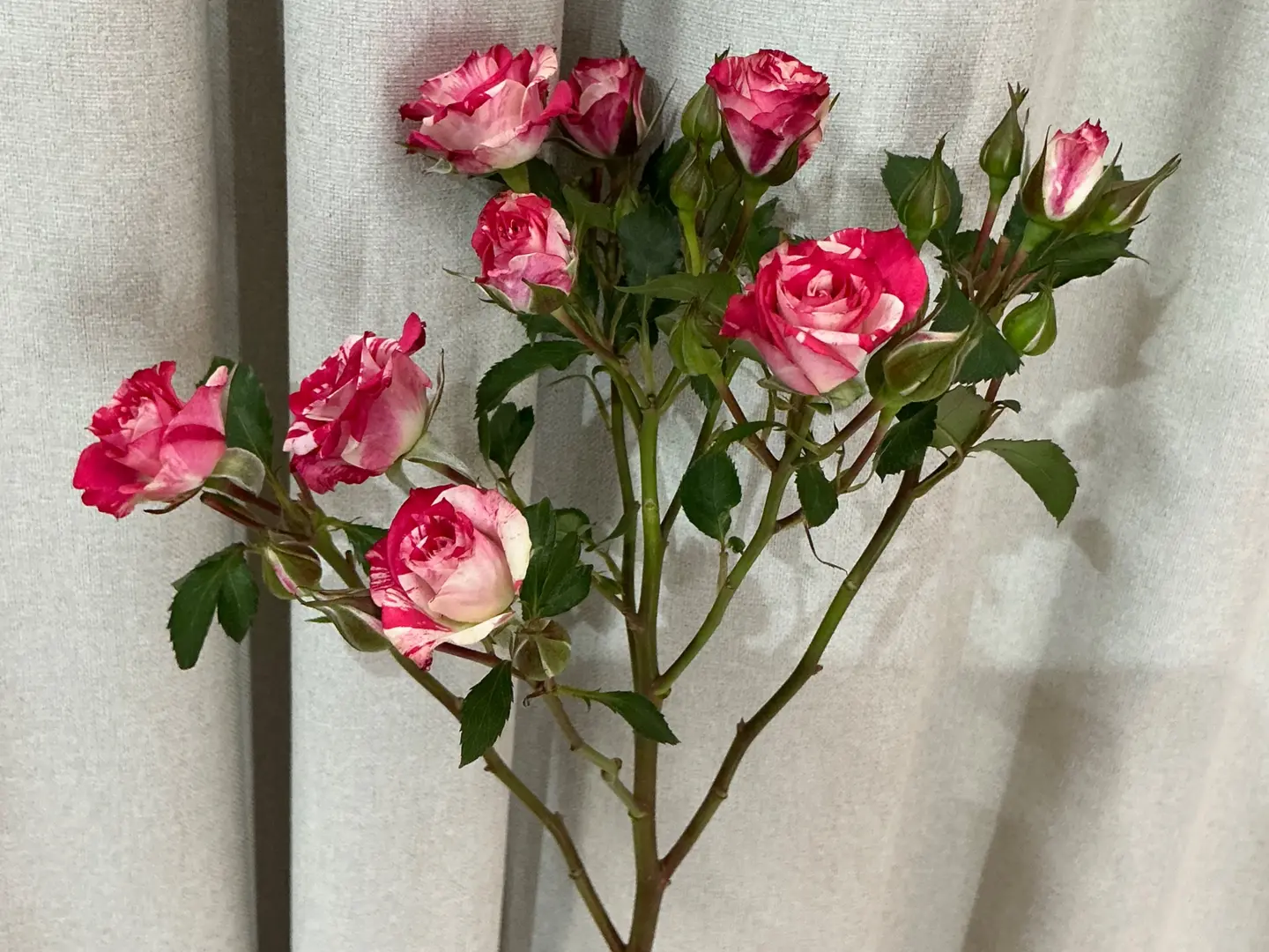 Baby Rose 3