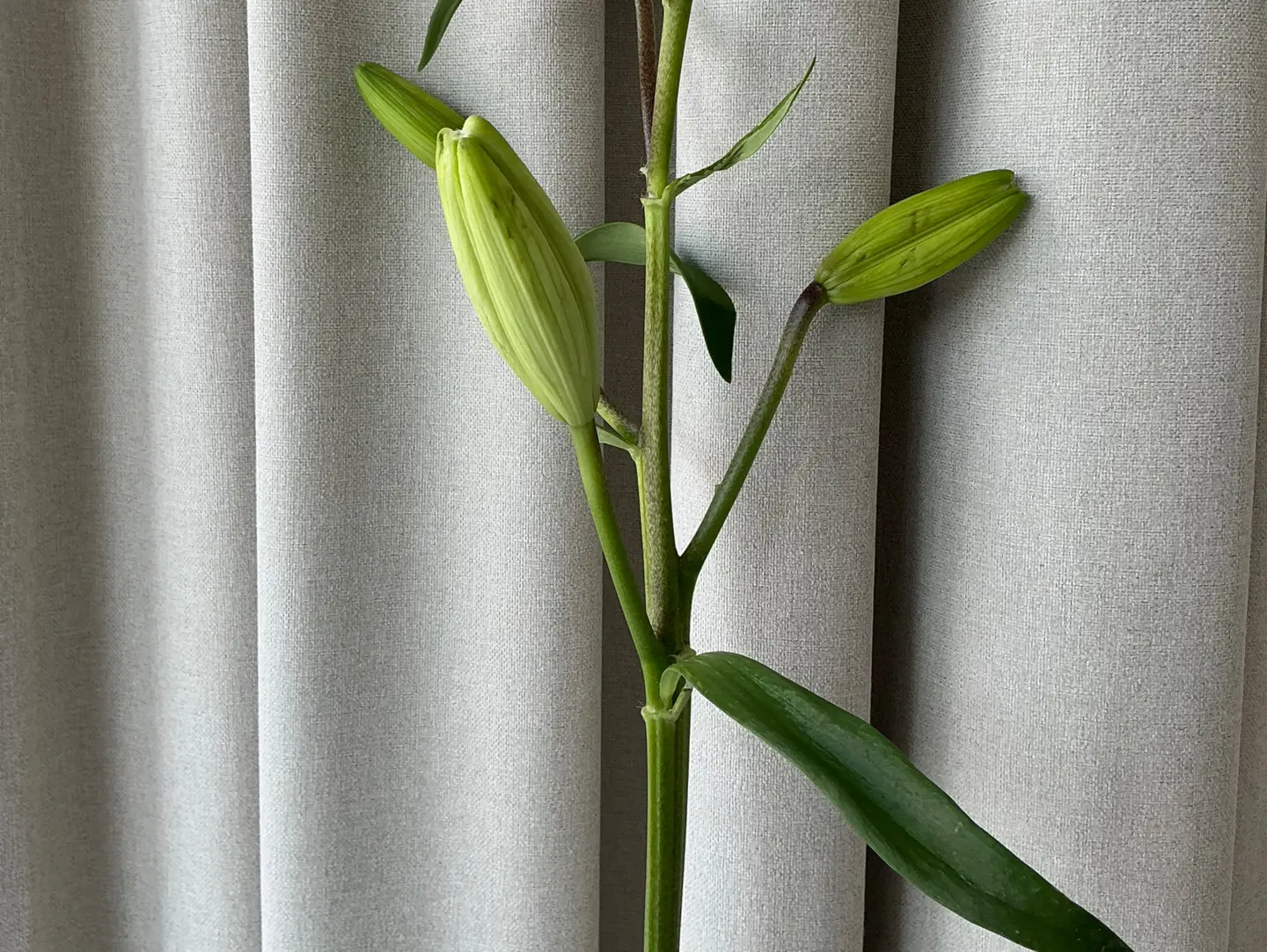 Night Roses