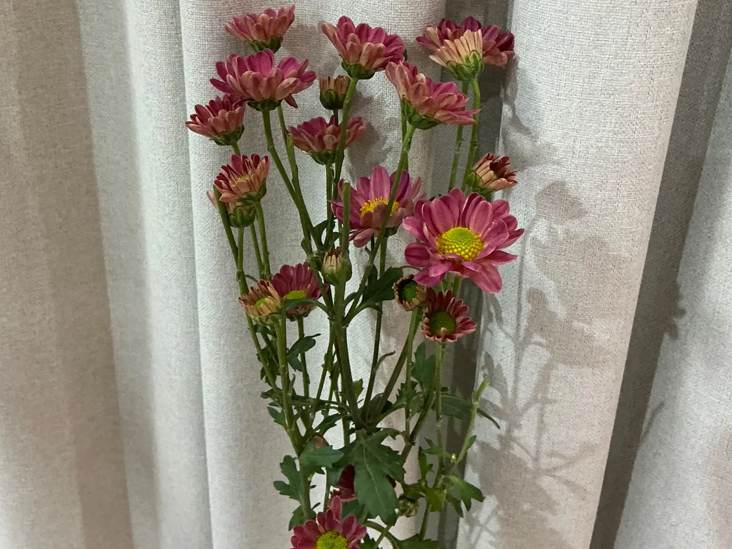 بيبي كريز ١