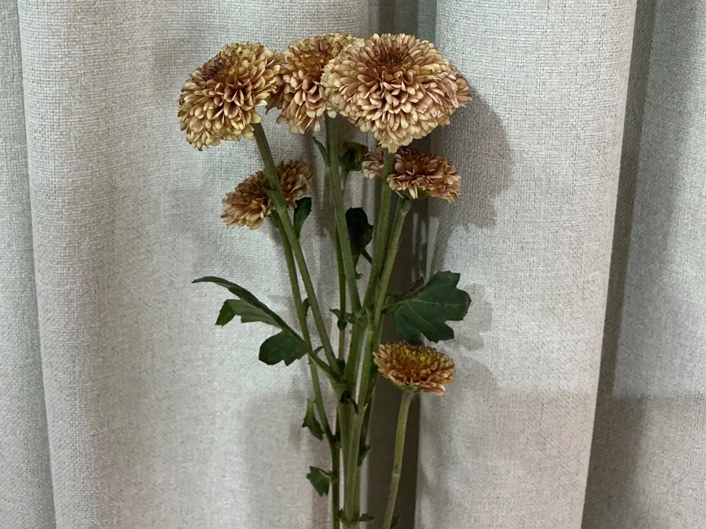 بيبي كريز ٥