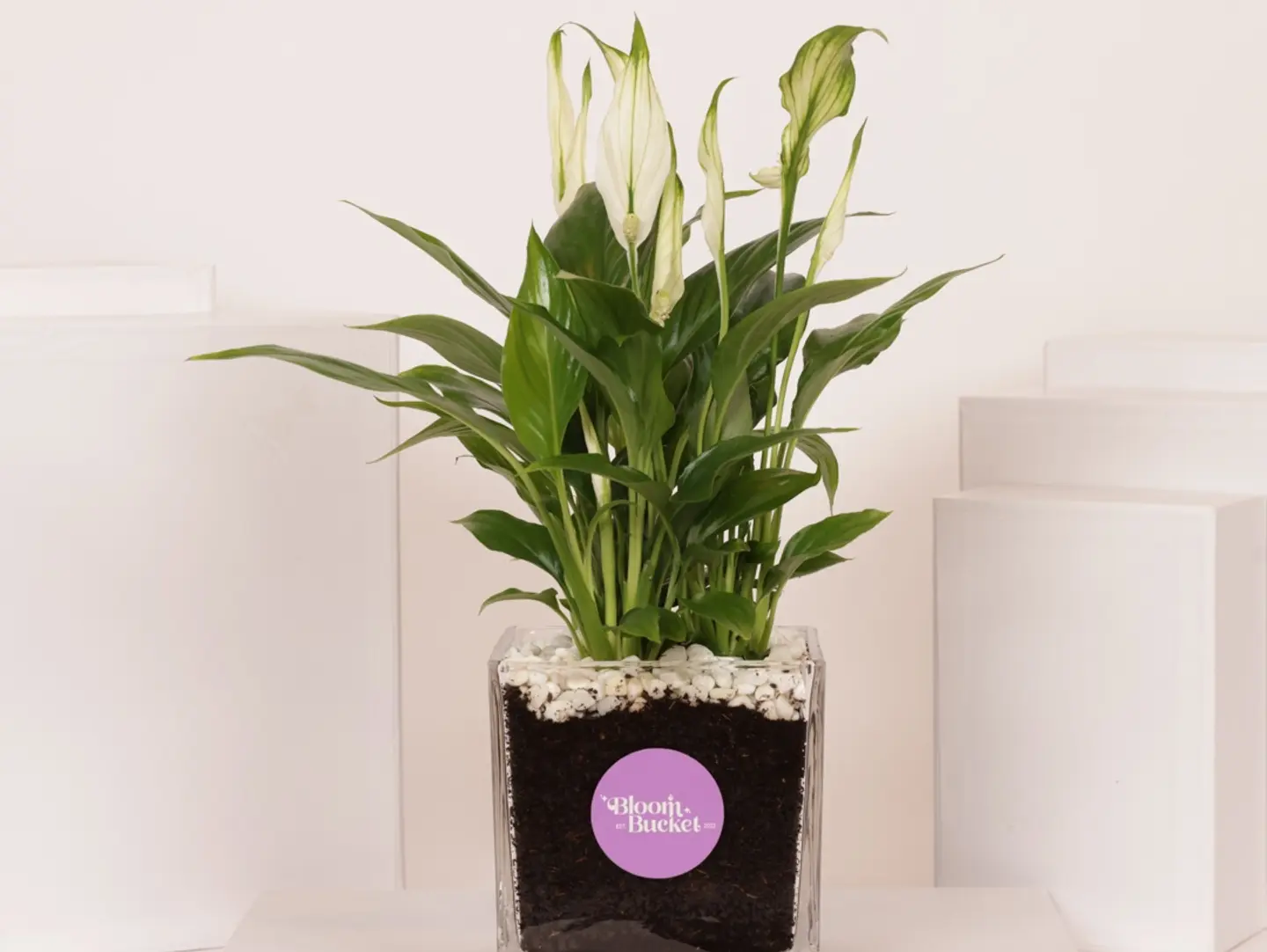 Spathiphyllum Plant