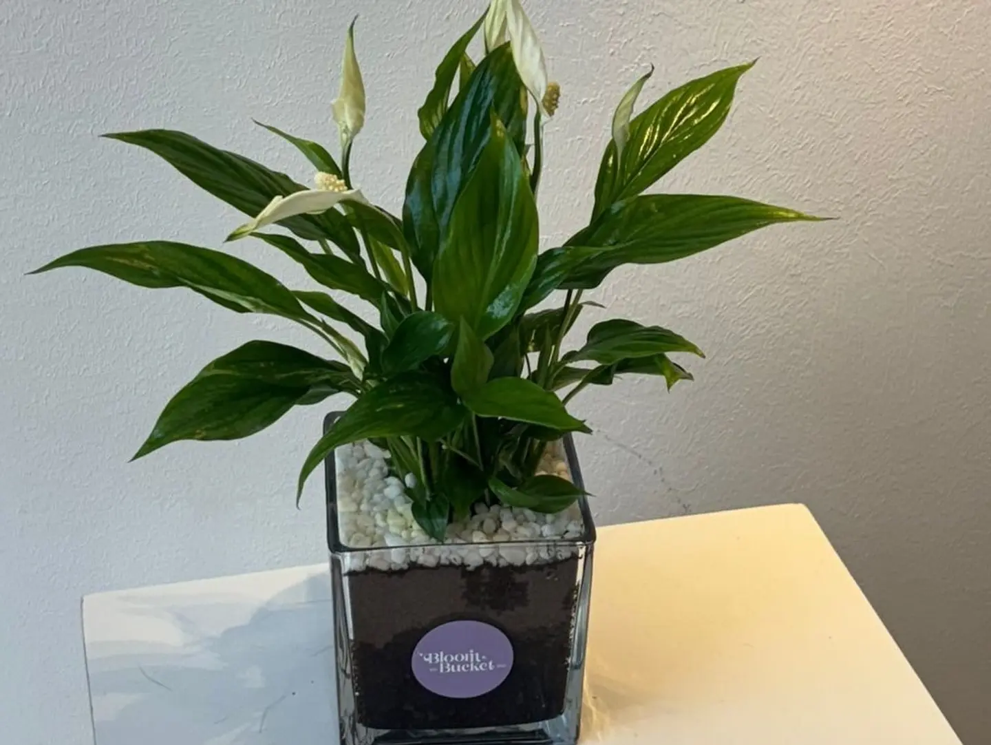 نبات سباتفيليوم