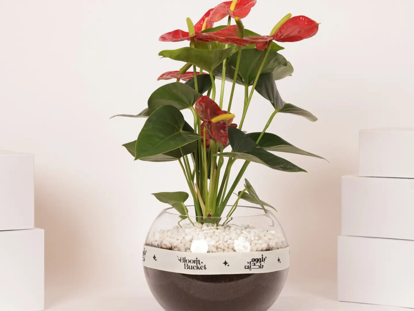 Anthurium Plant