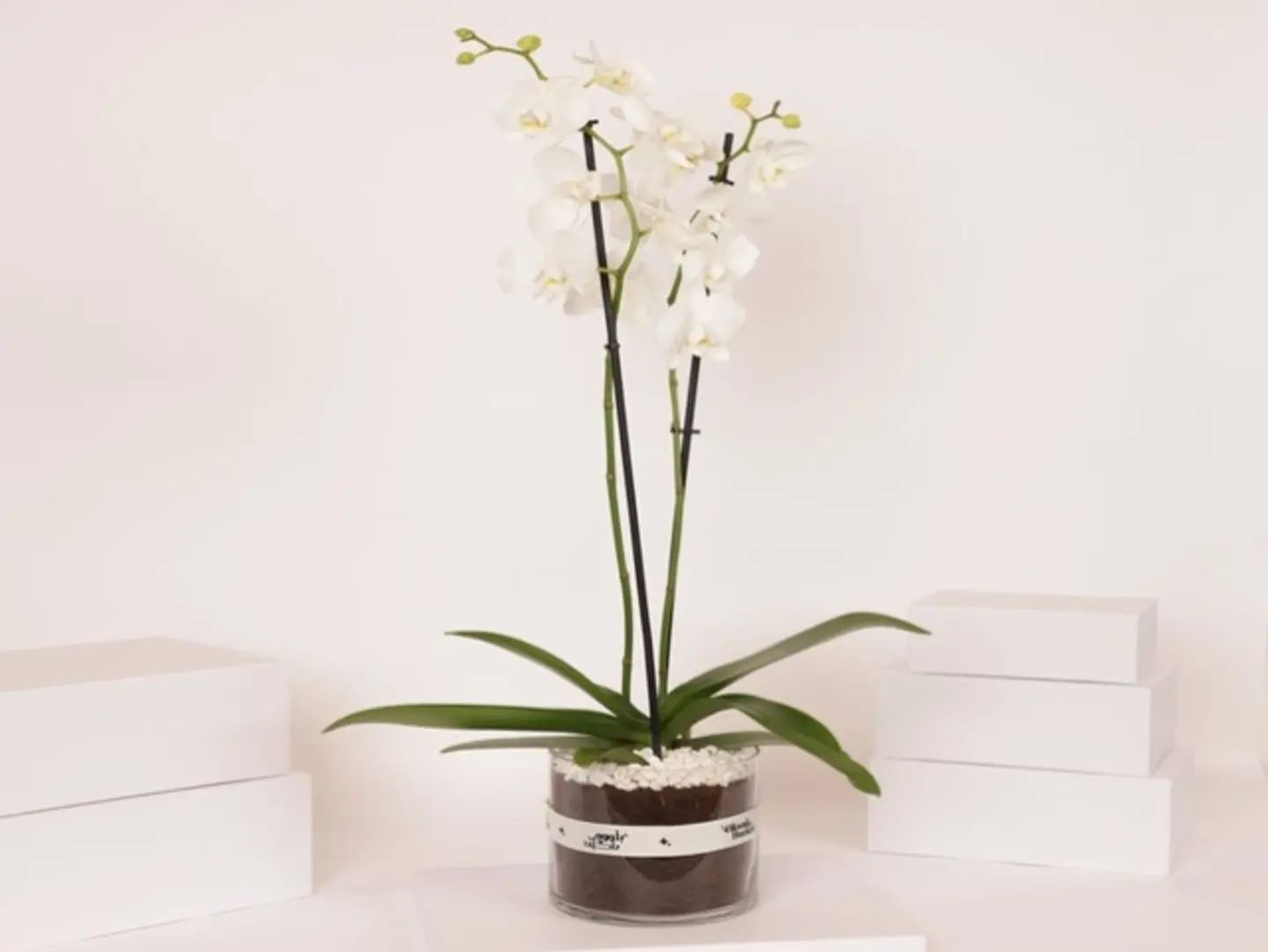 White Orchid