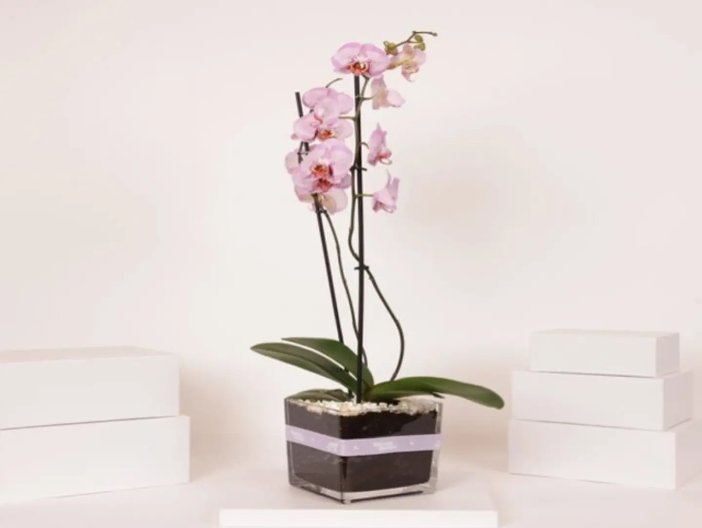 Orchid Pink