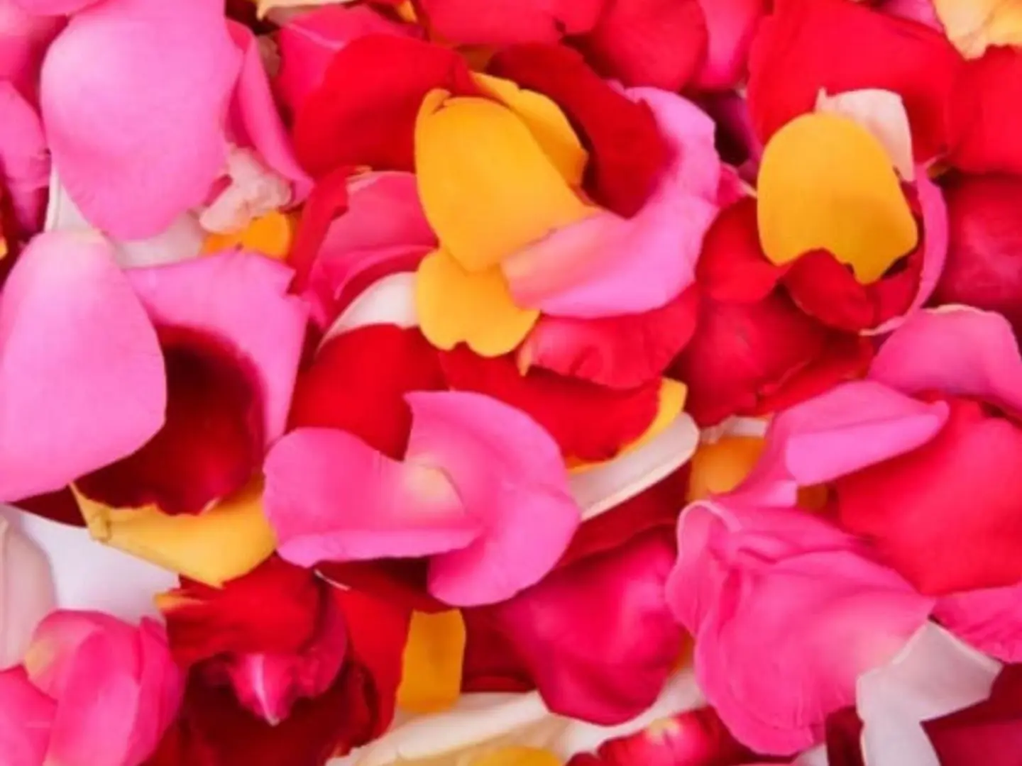 Mixed Colored Scattered Roses