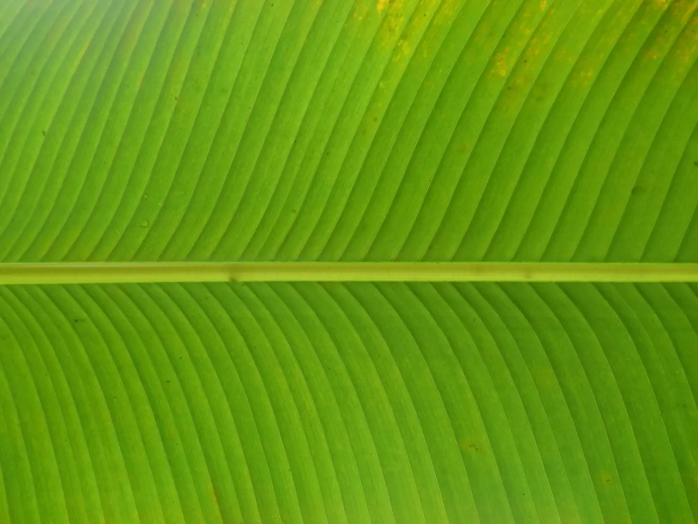 Banana Leaf
