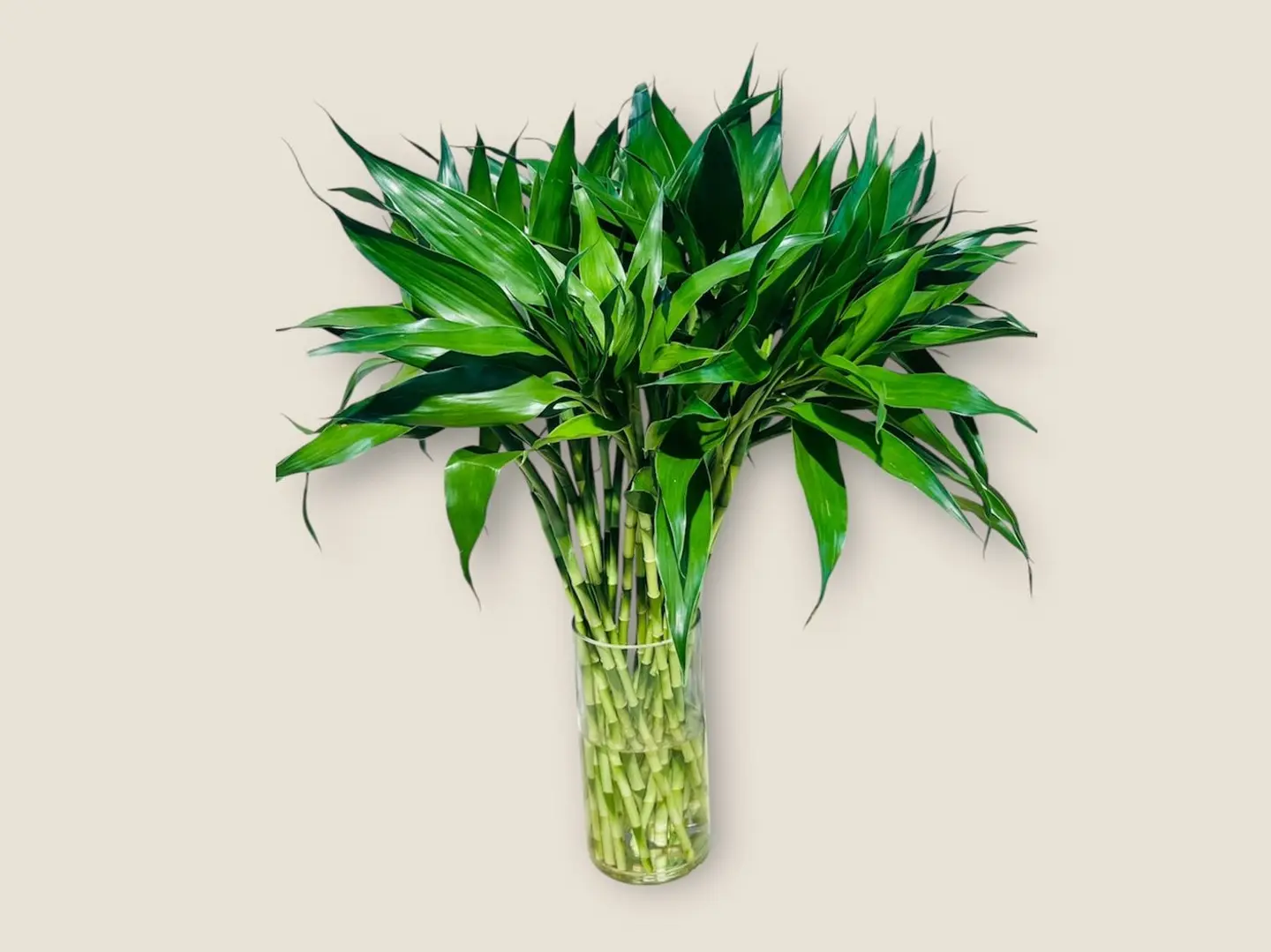 Single Lucky Bamboo (Small)