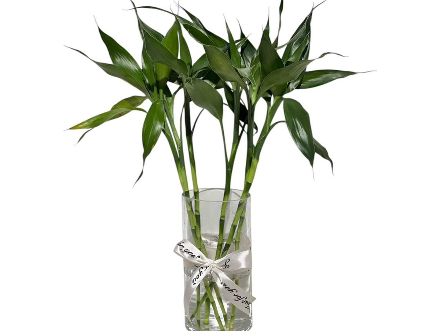 Money Plant Vase 01