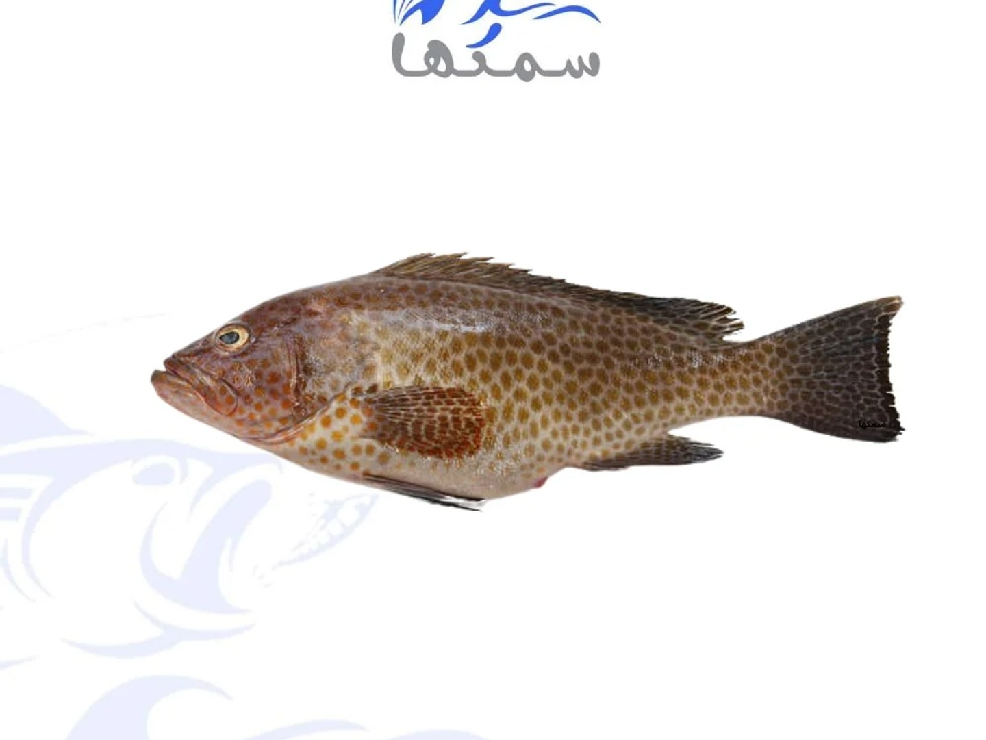 سمك هامور