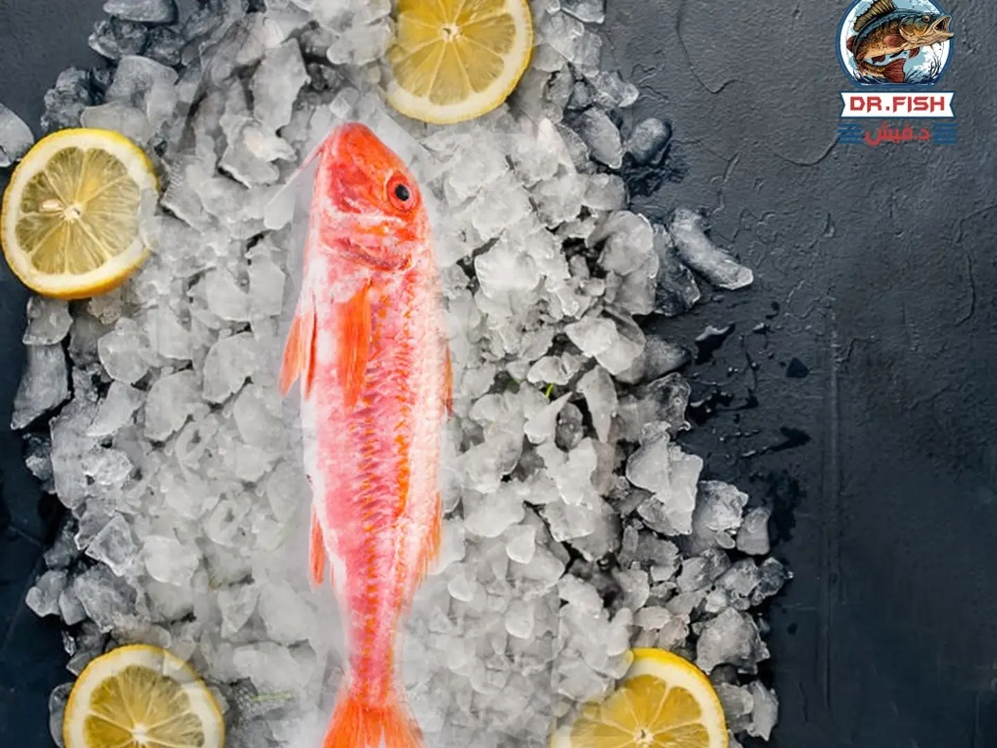 سلطان ابراهيم (بربوني) خمسمائه جرام